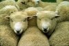 1435sheep_300a.jpg