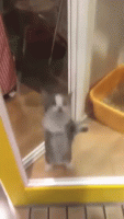 yay-kitty.gif