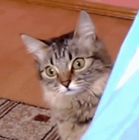 funny-cat-gifs-182-02.gif