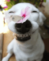 giphy (37).gif