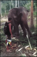 ELEPHANT SMACKDOWN.gif