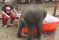 BABY ELEPHANT.gif