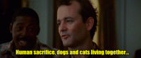 CatsDogs.gif