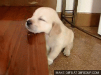 giphy (1).gif