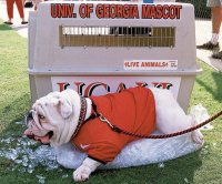 uga.jpg