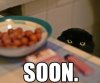 soon-cat-bowl.jpg