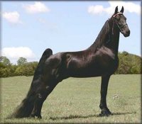 Tennessee Walking Horse Stallion At stud - WIRED TO BE AWESOME #974698.jpeg