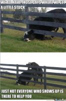 cowstuck in fence.jpg