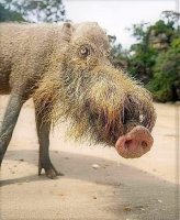 Borneo pig.jpg