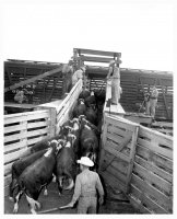 Loading Cattle into Railroad Cars at the Stockyards.jpeg