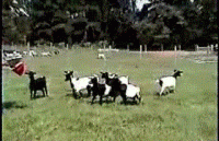 7 GIFs Of Adorable Fainting Goats.gif