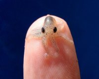 Tiny-itty-bitty fingersquid!.jpeg