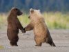 grizzly-bear-cubs-072509-sw.jpg