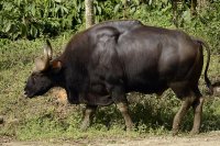 Indian_Gaur_from_anaimalai_hills_JEG5290.jpg