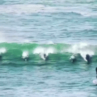 dolphins-attack-a-surfer.gif