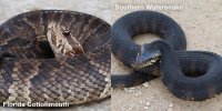 Florida-Cottonmouth-SouthernWatersnake-1024x512.jpg