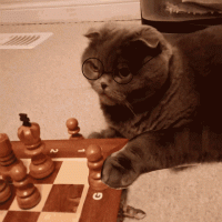 limusa-cat-playing-chess.gif