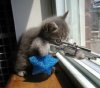 kitten with rifle.jpg