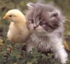 kitten&chick.jpg