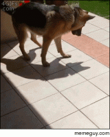 stop-following-me-105822.gif