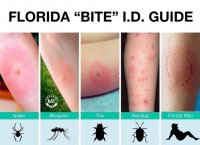 florida-bite-id-guide.jpg