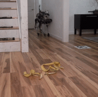 dog-slips-on-banana-peel-imgur.gif