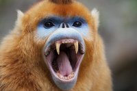 Golden-Snub-Nosed-Monkey.jpg