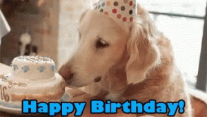 bday dog.gif