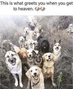 dog-this-is-greets-get-heaven.png