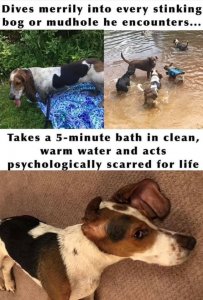 or-mudhole-he-encounters-takes-5-minute-bath-clean-warm-water-and-acts-psychologically-scarre...jpeg