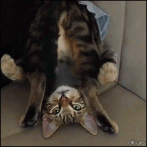 Funny Cat GIF • Crazy flexible cat kneading the air upside down haha you mad.gif