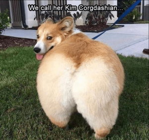 dog-call-her-kim-corgdashian.png