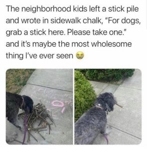 dogs-grab-stick-here-please-take-one-and-s-maybe-most-wholesome-thing-ever-seen-fordog-stick-...jpeg