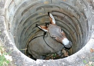 Donkey-stuck-in-well.jpg