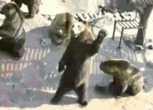 fun_gifs_of_animals_doing_cute_animal_things_12.gif