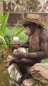 Chimp Sipping Drank.gif