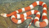 Striped Snake.png