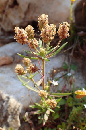 Plantago_afra_kz6.jpg