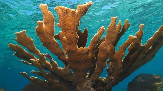 elkhorn-coral-reef-species.jpg