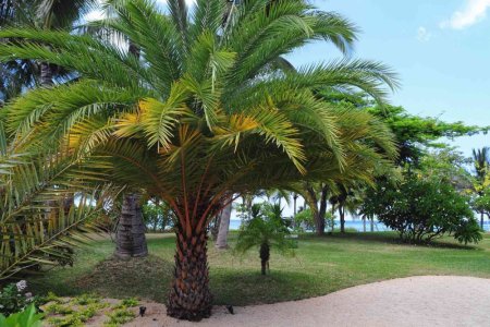 types-of-palm-trees-2132854-hero-38539d840aff47fdb20792096b83189e.jpg