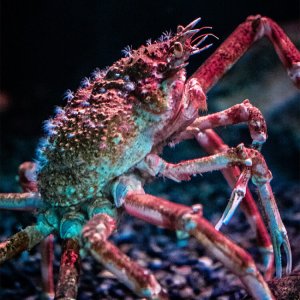 japanese-spider-crab-2-750x750.jpg