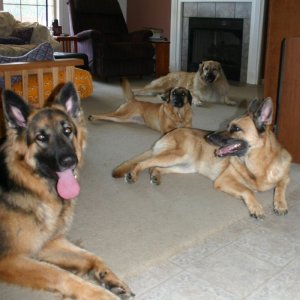 2010 09 07 dogs say hi.jpg