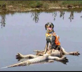 Smokey tops gator.jpeg