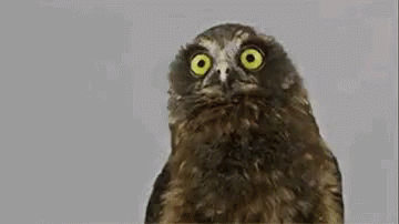 welcome-to-the-club-owl-see.gif