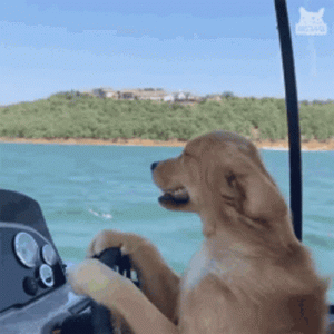 happy-dog.gif