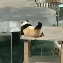 panda-scratch.gif