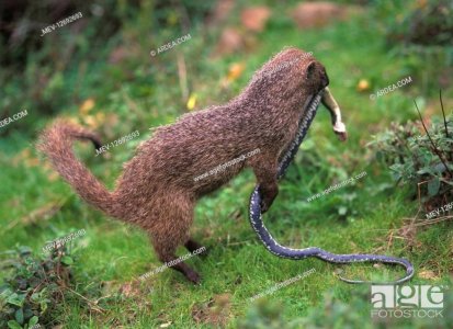 Mongoose.jpg