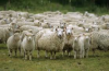 sheep.png