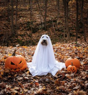 1-dog-wearing-a-ghost-costume-sitting-between-pumpkins-for-halloween-cavan-images.jpg