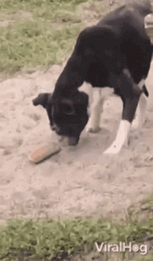 viralhog-boxer-uses-face-to-bury-hot-dog-bun.gif